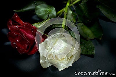 Trendafila - Faqe 2 Rose-rosse-e-bianche-thumb3355871