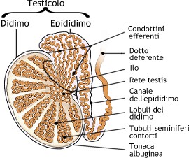 buongiorno & buonanotte! - Pagina 11 Testicolo