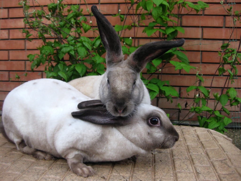 Первый опыт разведения кроликов на личном участке (Gnomvolga)   0194879001426941799