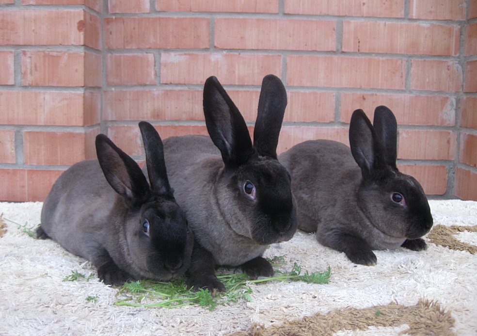 Первый опыт разведения кроликов на личном участке (Gnomvolga)   0383730001426941799
