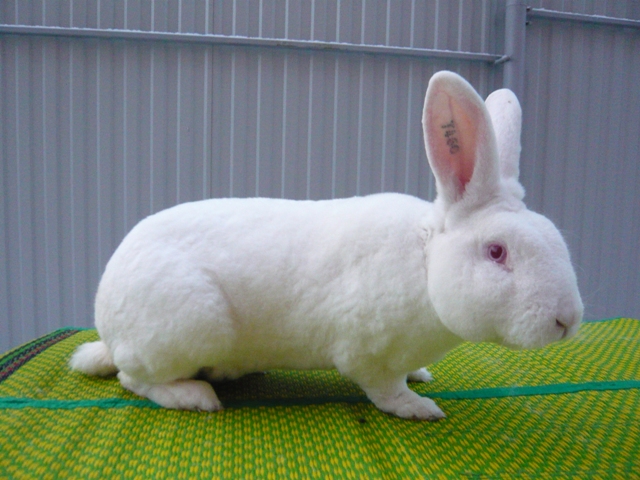 Первый опыт разведения кроликов на личном участке (Gnomvolga)   0431722001426941799