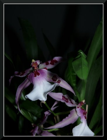 les Orchidées Orchi1