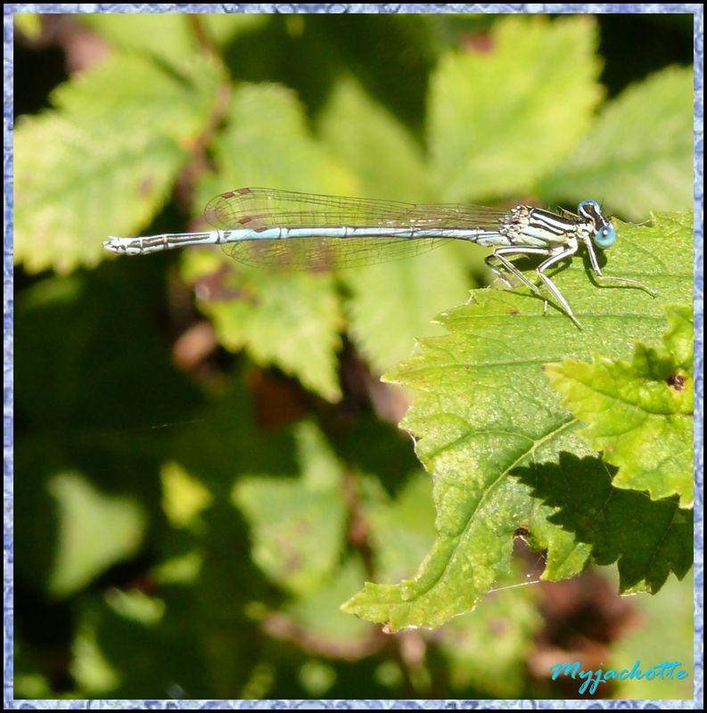 libellule du marais poitevin Libellule10