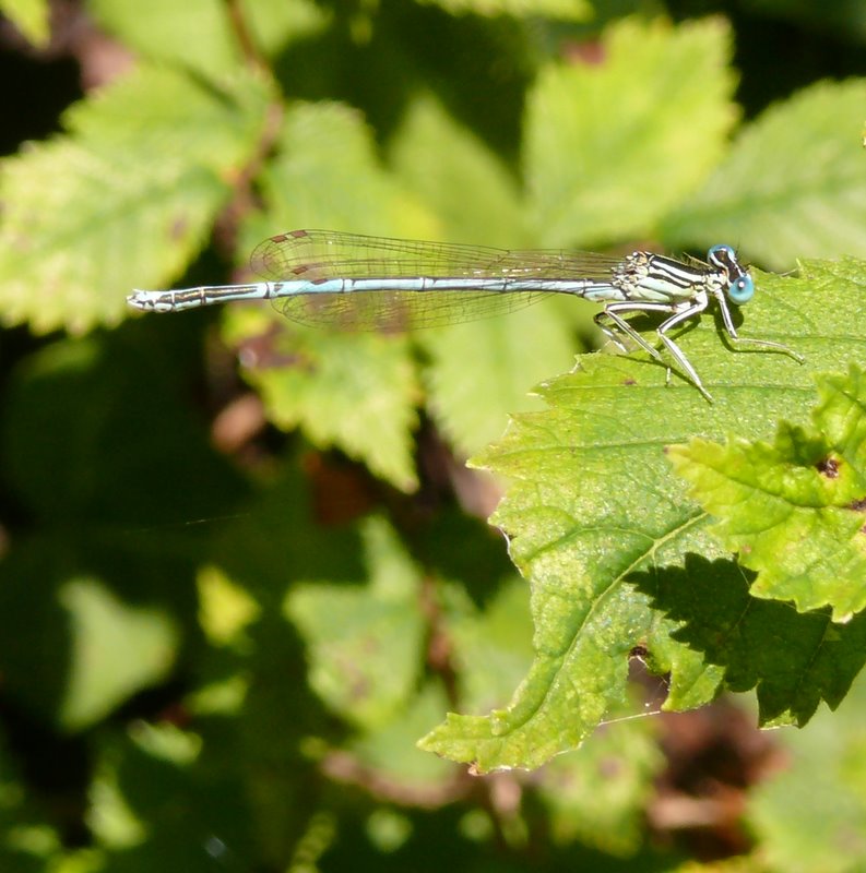 libellule du marais poitevin Libellule11