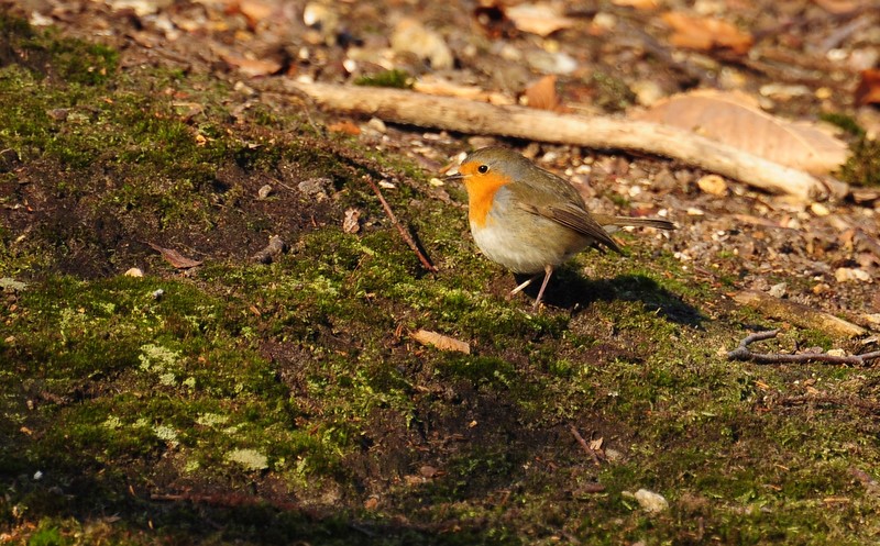 Les petits rouge-gorge DSC_3859