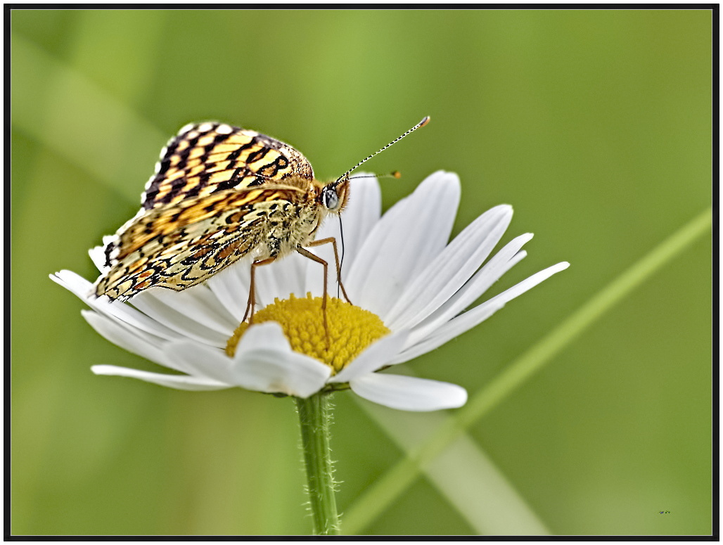 Un papillon bien tranquille 3