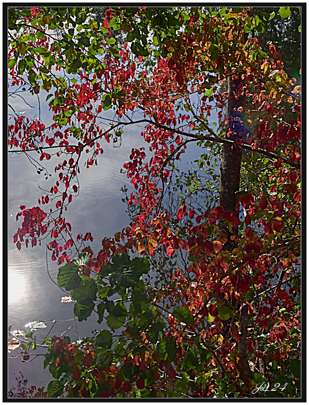 Couleurs d'Automne au bord de la rivière 1