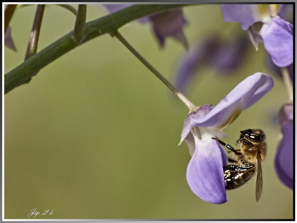 Quelques abeilles dans mon jardin 2