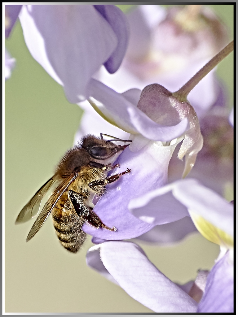 Quelques abeilles dans mon jardin 3