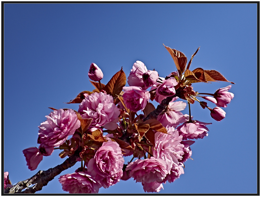 Cerisier fleur, cerisier fruit, abeilles. 1