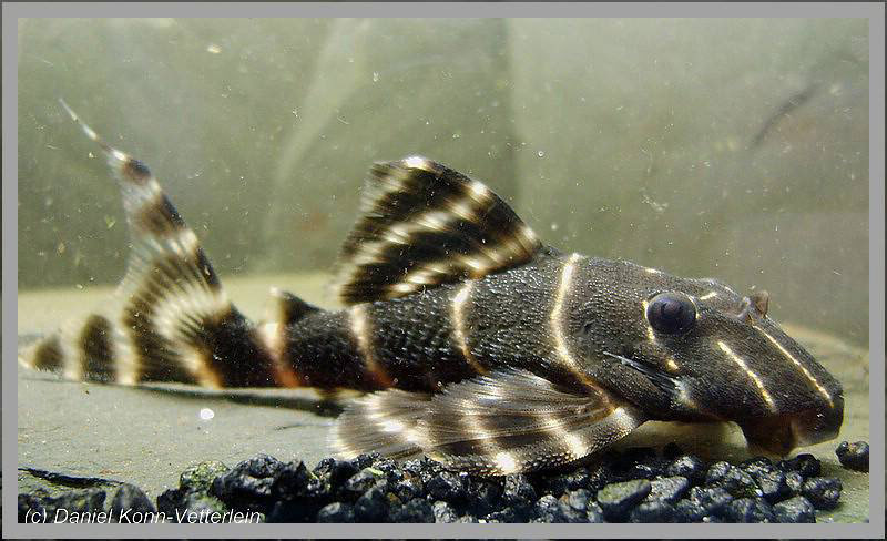 cohabitation pleco mangeur d'algues L204-Daniel