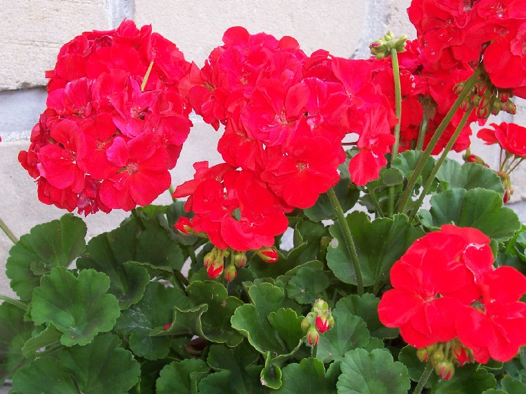 JE VEUX UN CA!!!! Geranium%20rouge