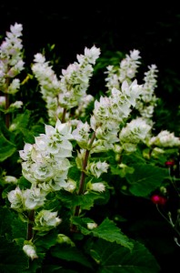 Salvia sclarea turkestianica 'alba', la sauge sclarée blanch Sauge-sclar%C3%A9e-5686-198x300