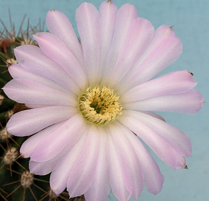 Acanthocalycium klimpelianum ssp. peitscherianum Im004