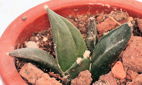 ariocarpus furfuraceus - 3 ans - diamètre : 3 cm Im001