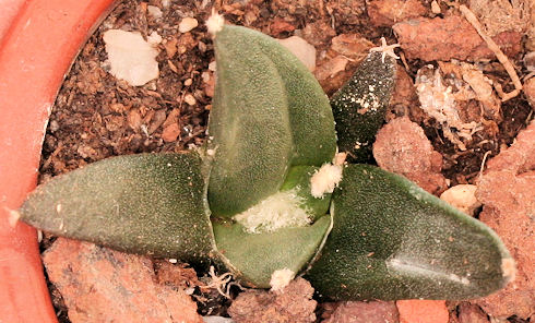 ariocarpus furfuraceus - 3 ans - diamètre : 3 cm Im002