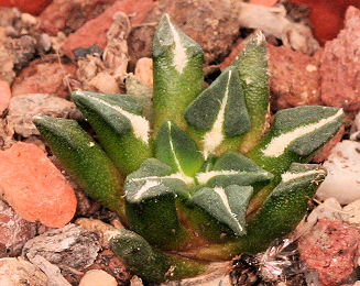 Ariocarpus kotschoubeyanus v. sladkovskyi - 3ans - diamètre: 2.30 cm Im001