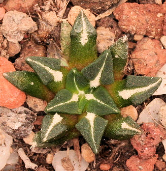 Ariocarpus kotschoubeyanus v. sladkovskyi - 3ans - diamètre: 2.30 cm Im002