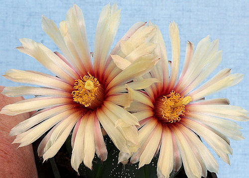 Astrophytum asterias - 6 ans - 6.00 cm diamètre Im004