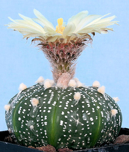 Astrophytum cv nudo syowa - 5 ans - 5.80 cm diamètre Im003