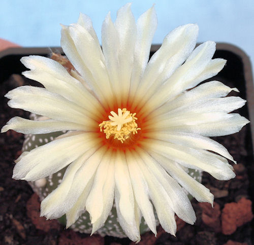 Astrophytum cv snow supar - 6 ans - 6.60 cm de diamètre Im004