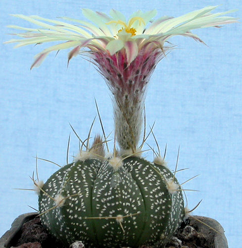 A.capricorne v. crassispinoides x A. asterias cv ufo semis - 2008 Im001