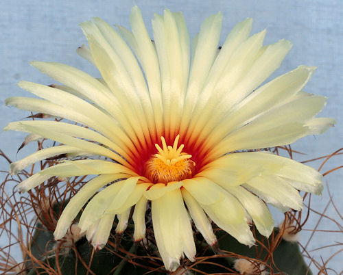 Astrophytum senile ssp aureum - 10 ans - 10 cm diamètre Im005