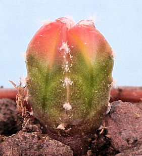 Astrophytum myriostigma v. nudum ssp multicostatum 2 ans 1.30 cm Im001