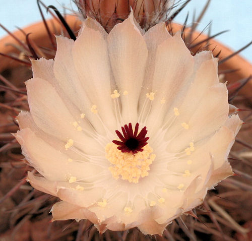 Austrocactus bertinii - 6 ans - Hauteur 6.50 cm Im002