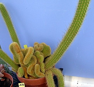 Borzicactus samaitapanus - 7 ans - 57 cm Im003