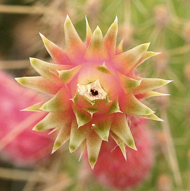 Cleistocactus smaragdiflorus - 9 ans Im009