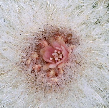 Epithelantha Im008