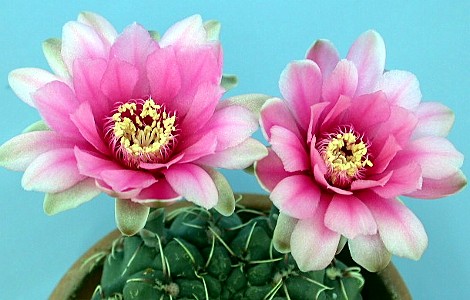 Gymnocalycium baldianum Im005