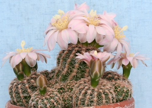 Gymnocalycium bruchii Im014