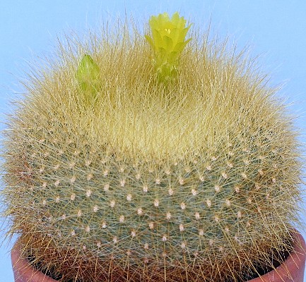 Parodia haselbergii ssp. graessneri - 7 ans - diamêtre 8.10 cm Im003