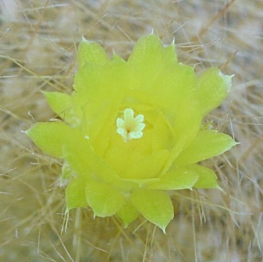 Parodia haselbergii ssp. graessneri - 7 ans - diamêtre 8.10 cm Im005