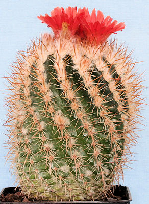 Parodia taratensis - 11 ans - diam 8cm haut 11 cm Im005