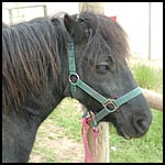 • Vos chevaux / poneys Cachou