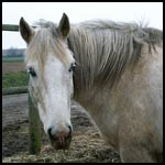 • Vos chevaux / poneys Jasmin