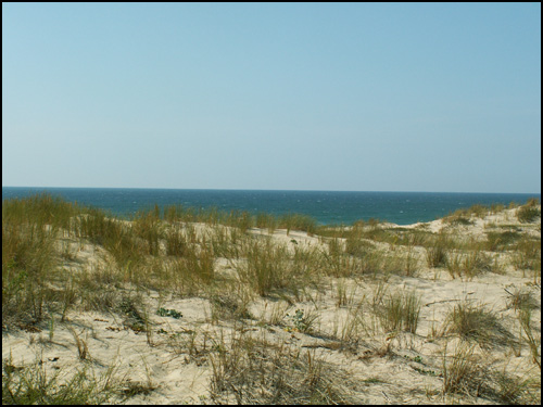 Plage et dune 11