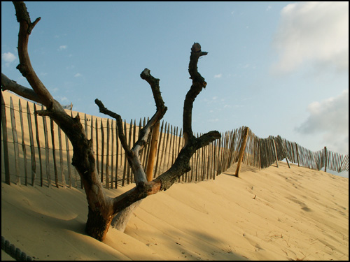 Plage et dune 18