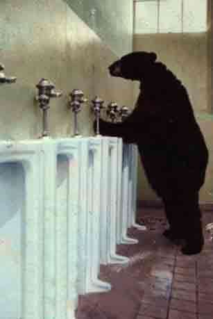 Miou debarque Ours%20toilette