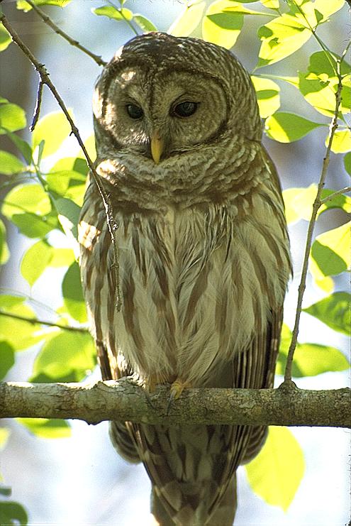 Кисараел Натура Елементум BarredOwl