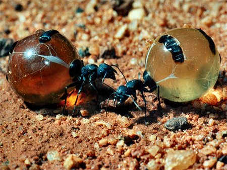 qu'est ce Martin du 18 octobre trouvé par Jovany FOURMIS