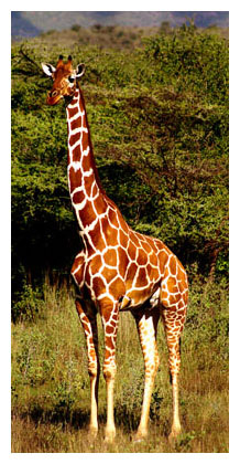 girafe 209_0909