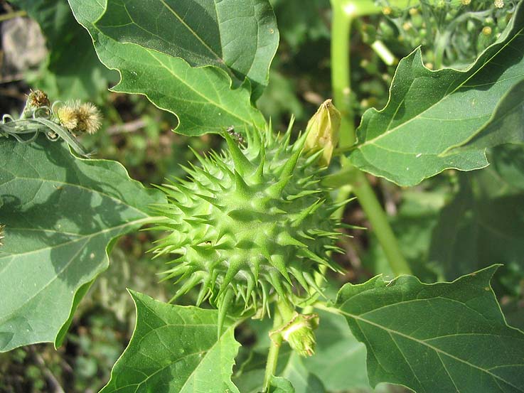 Quelques toxiques mortelles Datura1