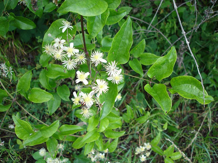 wee-end photo dans le sud Clematis2