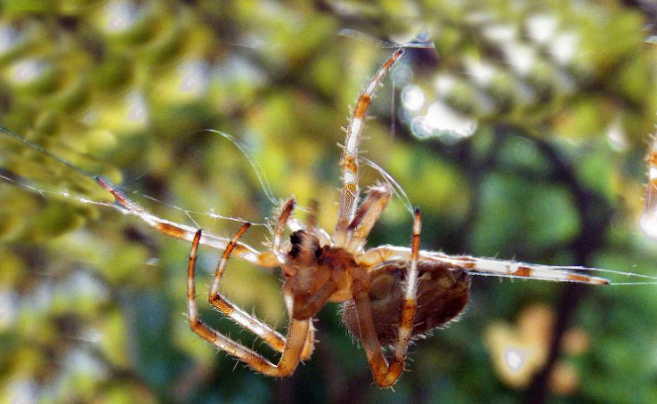 fileuse funambule Arachnee