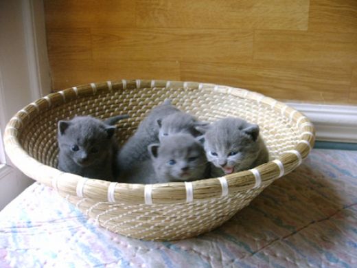 Catalogue Et Horaires De L'Animalerie " Les Copains De Niji" Bjxv-adorables-chatons-chartreux