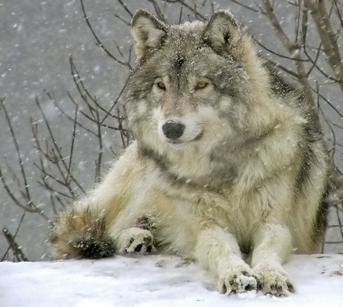 "Conte du loup et du petit lutin"+"Le loup affamé" Conte Russe Traditionnel+"La petite grenouille à grande bouche" Zb24les5